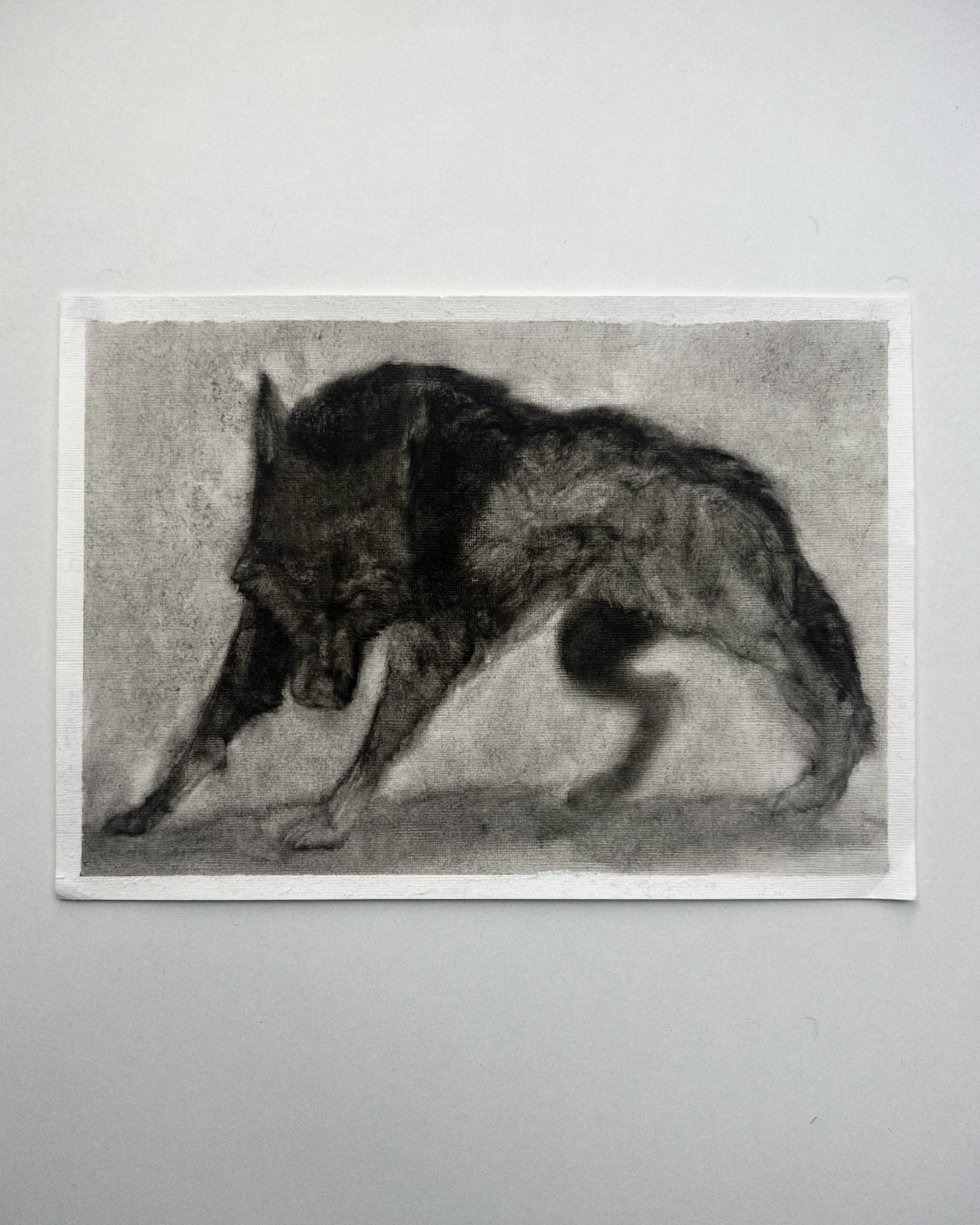 WOLF I.1
